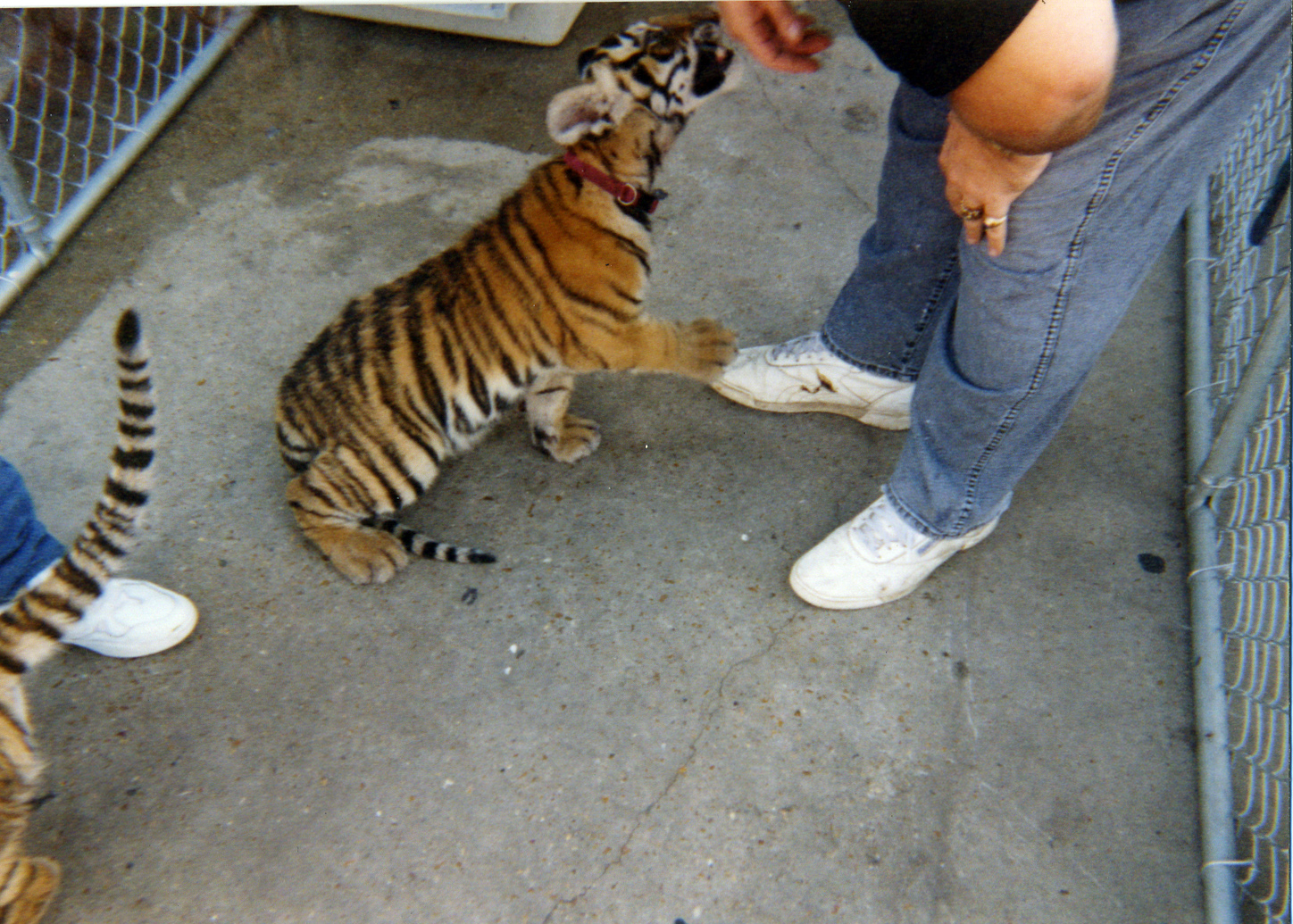 tigers1