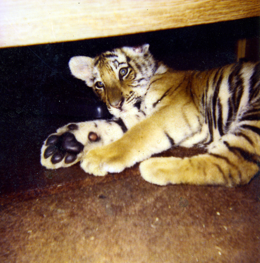 tigers68